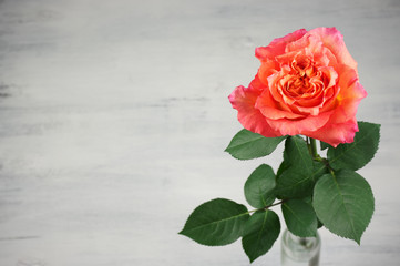 Single rose