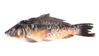 Close up of carp fish.