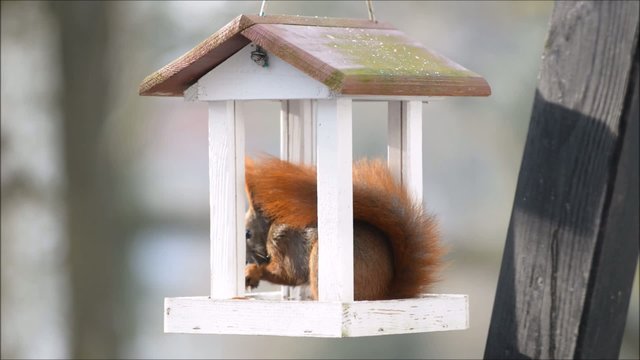 Eichh&ouml;rnchen im Vogelhaus beim Fressen