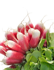radis roses