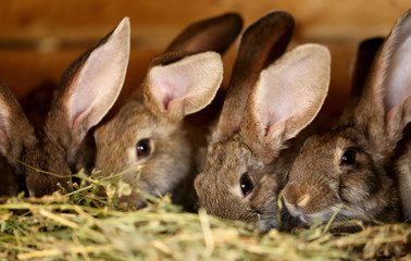 Young rabbit animal farm and breeding.