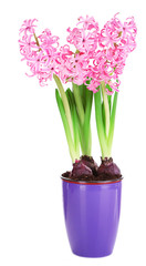 Hyacinth in pot isolated on white