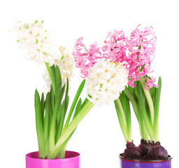 Hyacinth flowers in pots isolated on white