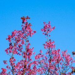 Wild himalayan cherry flower blossom