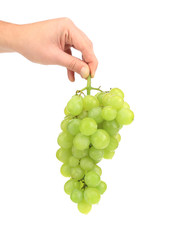 Green ripe grapes in hand.