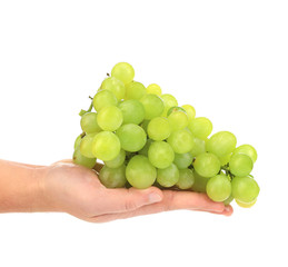 Green ripe grapes on hand.