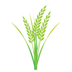 Rice on white background