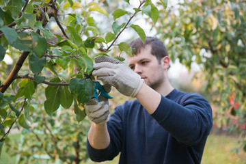 Pruning