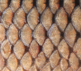 Gold background - fish scales © indigolotos