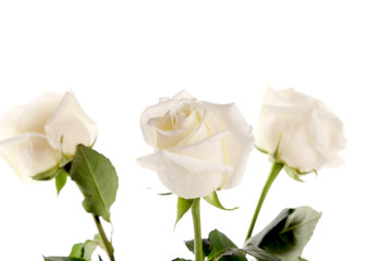 Three white roses