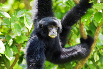Siamang Gibbon