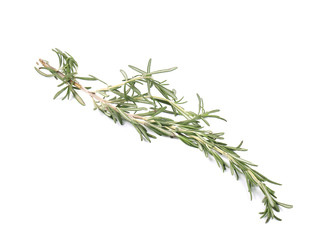 Twig of rosemary on a white.