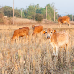 group of brown cow eating dry grass on the farm in rural ,thaila