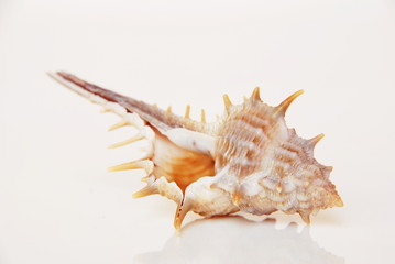 Fototapeta na wymiar Sea shell, beautiful ocean life of Andaman, Thailand