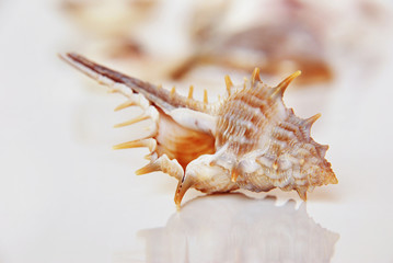 Sea shell, beautiful ocean life of Andaman, Thailand