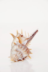 Sea shell, beautiful ocean life of Andaman, Thailand