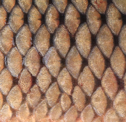 Texture of fish scales close up. © indigolotos