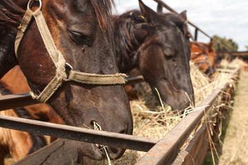horses standing in a stall at the farm and eat
