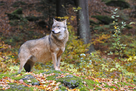 Europ&auml;ischer Grauwolf