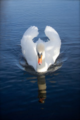 Swan reflection