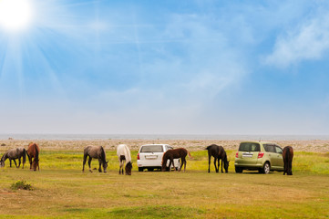 Fototapeta premium Horses in a field