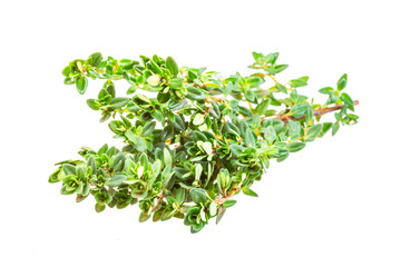 Thyme