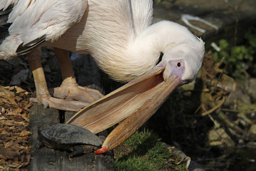 Pelikan f&auml;ngt Schildkr&ouml;te