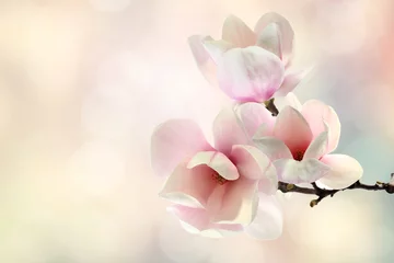 Foto op Plexiglas magnolia © magdal3na