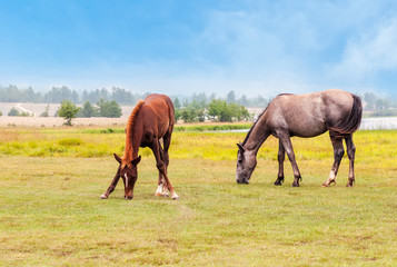 Horses graze  in a  field