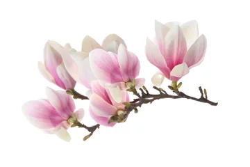  magnolia © magdal3na