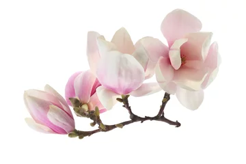 Gordijnen magnolia © magdal3na