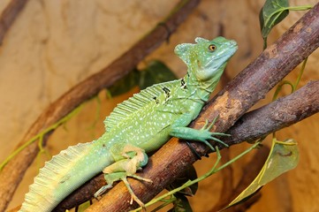 Plumed basilisk