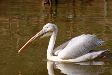 Great White Pelican