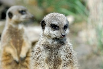 Meerkats