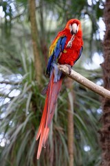Scarlet Macaw