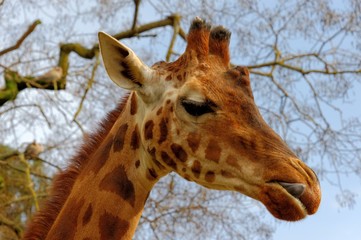 Giraffe