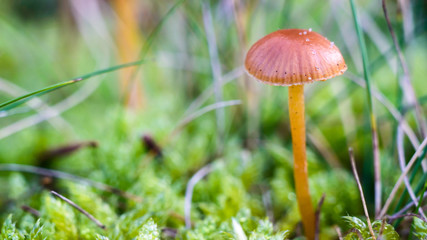 mushroom