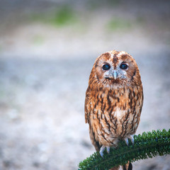 Owl outdoors with copy space.