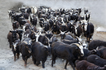 Flock of goats in motion, Nepal.