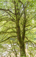 Jura, Doubs, Wald, Uferweg, Uferpflanzen, Mittelgebirge, Schweiz