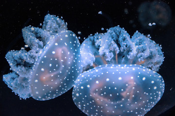 Jelly fish ocean