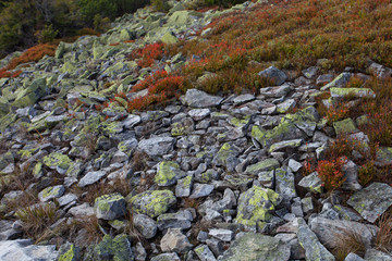 Ground with grass, moss and stones
