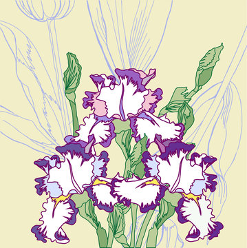 Background with white blue irises. Vector illustration