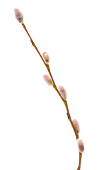 willow catkins isolated on white