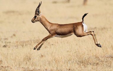 Indian Gazelle (Chinkara)