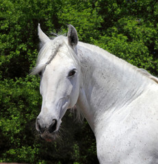 Andalusian white stallion in sunny day