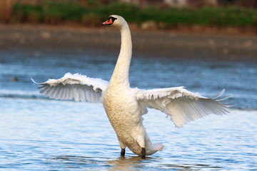 swan