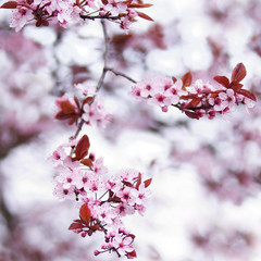 Pink cherry blossom flowers in early spring