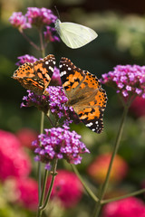 Painted ladies butterflies on Verbena flowers