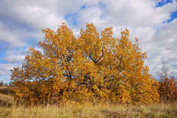 Prächtige Baumkrone im Herbst